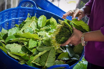 Finding the Best Kratom Capsules for Sale